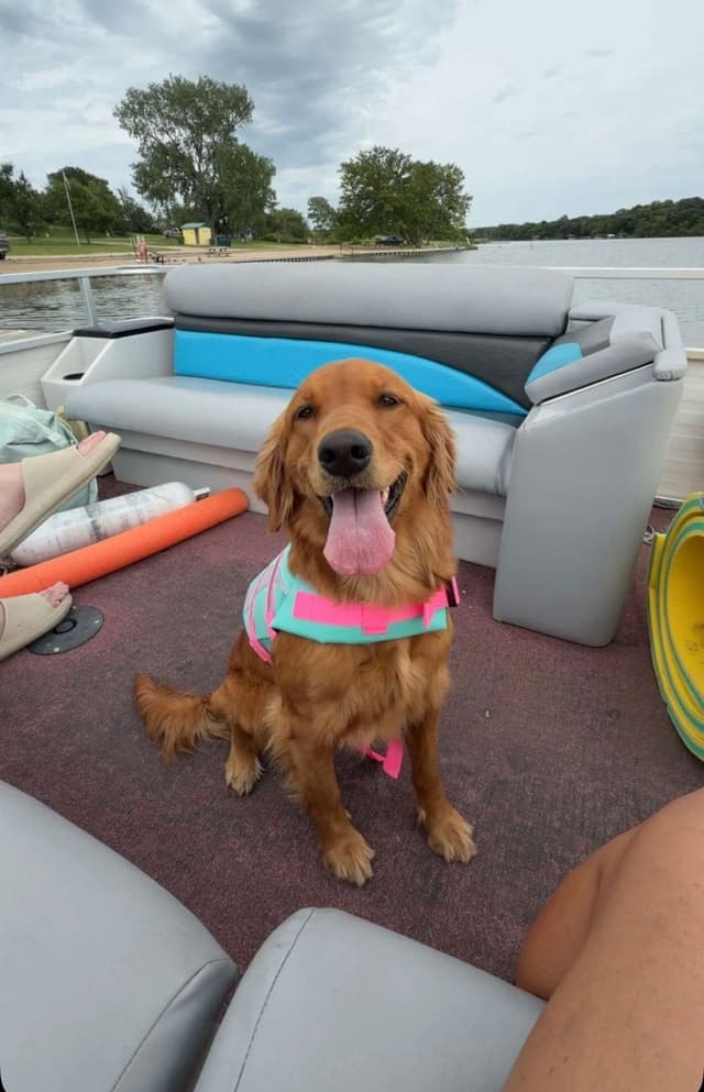 Golden Retriever Puppies see attached video media 3