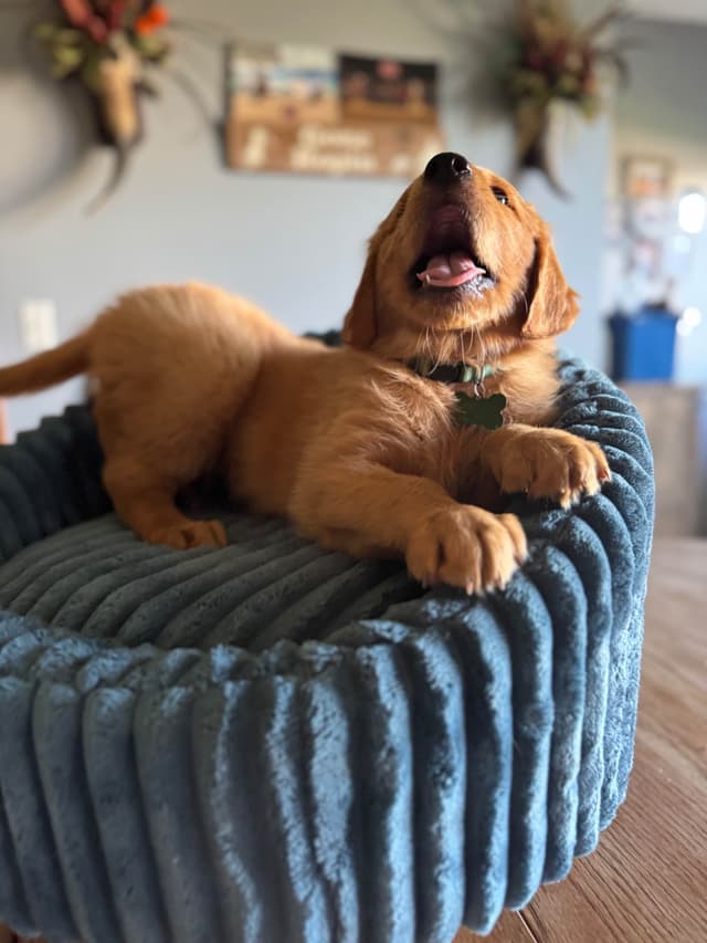 Golden Retriever Puppies see attached video media 4
