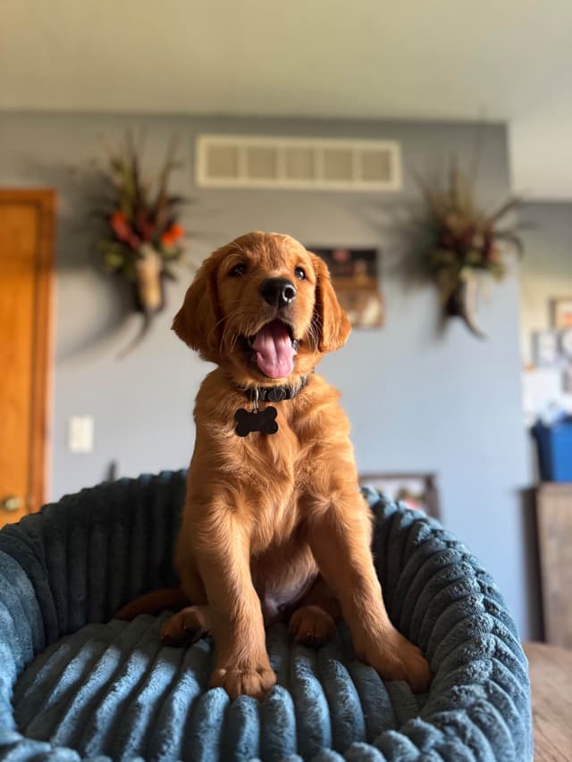 Golden Retriever Puppies see attached video media 6