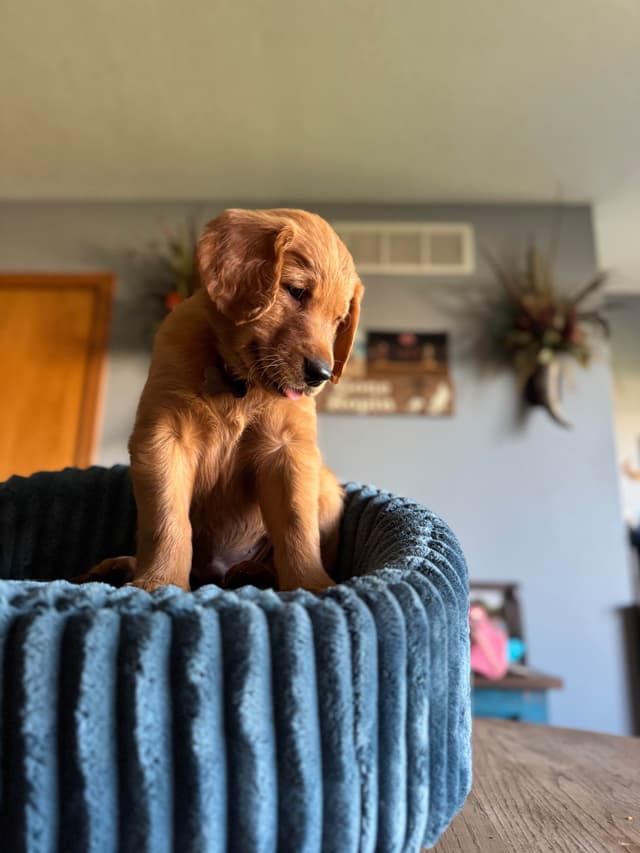 Golden Retriever Puppies see attached video media 5