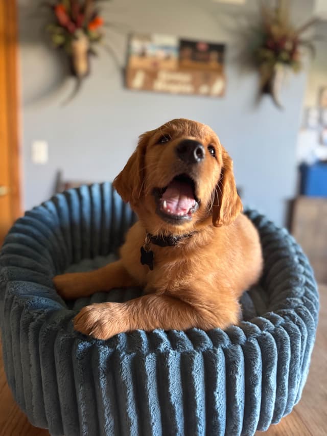Golden Retriever Puppies see attached video media 7