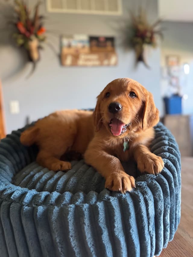 Golden Retriever Puppies see attached video media 8