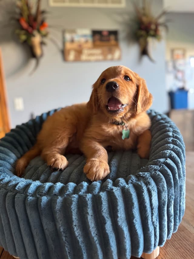 Golden Retriever Puppies see attached video media 9