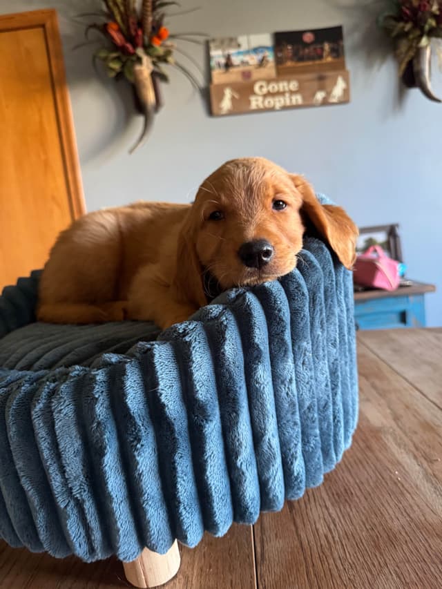 Golden Retriever Puppies see attached video media 12