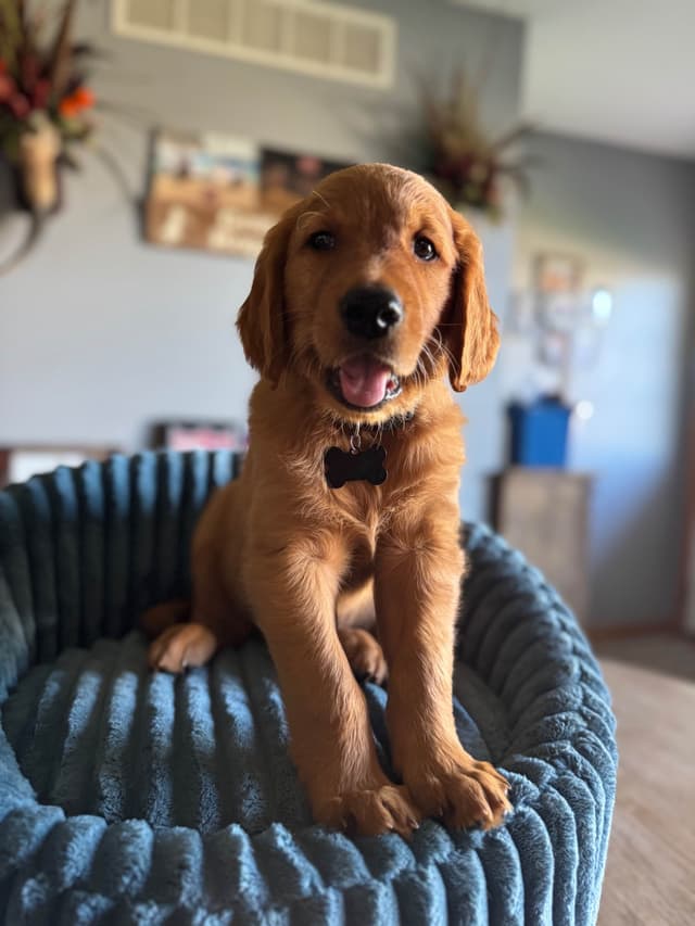 Golden Retriever Puppies see attached video media 11