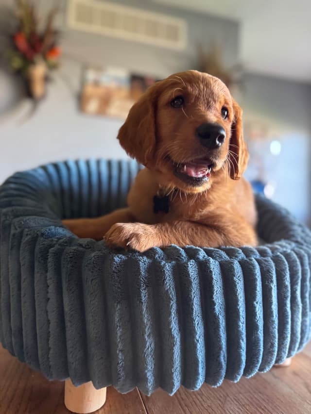 Golden Retriever Puppies see attached video media 10