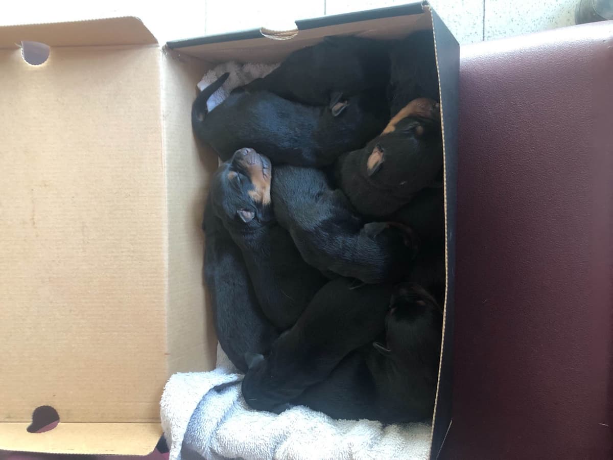 Rottweiler Puppies 262-995-5434 breeder image 2