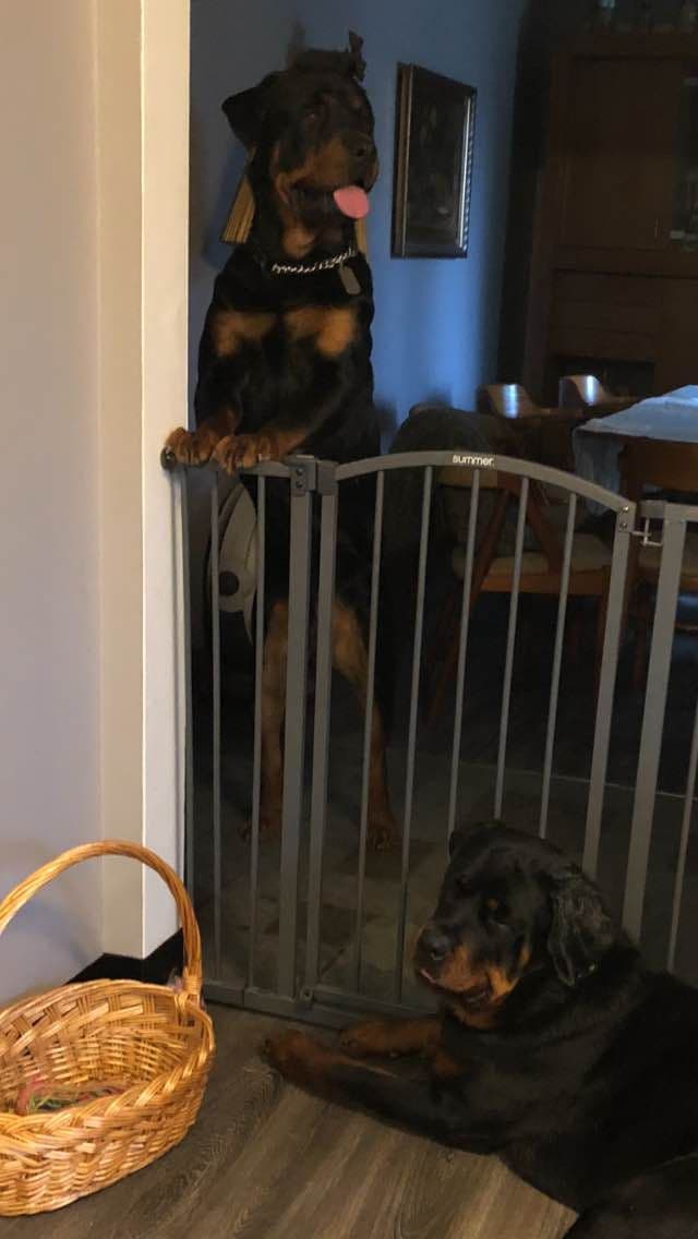 Rottweiler Puppies 262-995-5434 breeder image 4