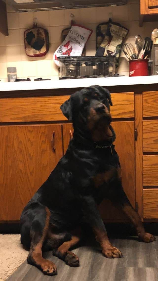 Rottweiler Puppies 262-995-5434 breeder image 5
