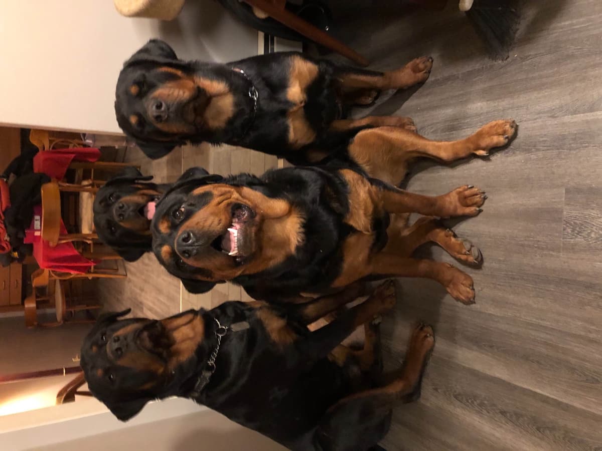 Rottweiler Puppies 262-995-5434 breeder image 7