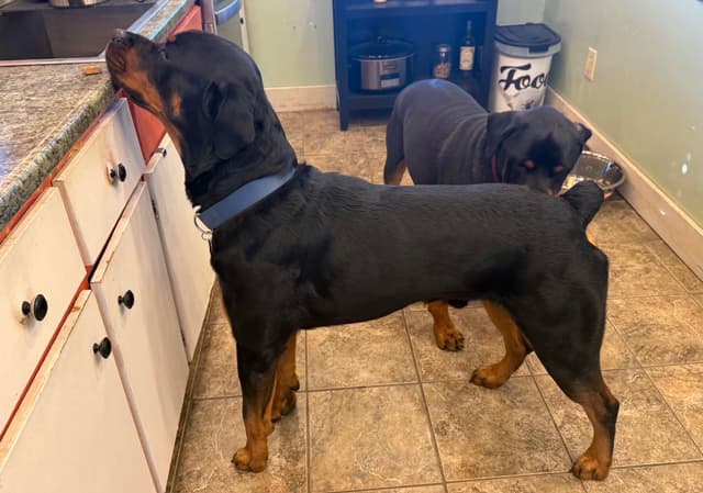 Rottweiler Puppies 262-995-5434 media 10