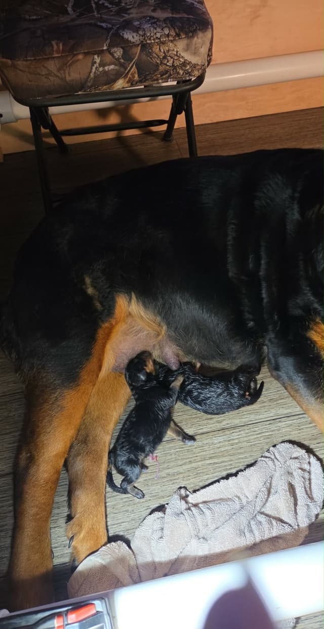 Rottweiler Puppies 262-995-5434 media 7