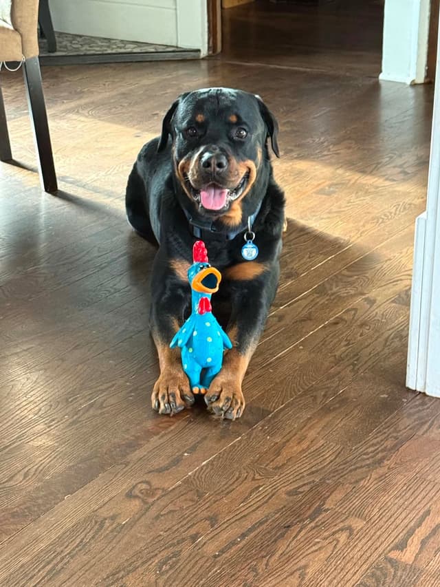 Rottweiler Puppies 262-995-5434 media 9