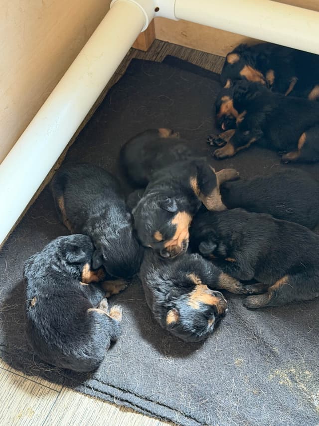 Rottweiler Puppies 262-995-5434 media 4