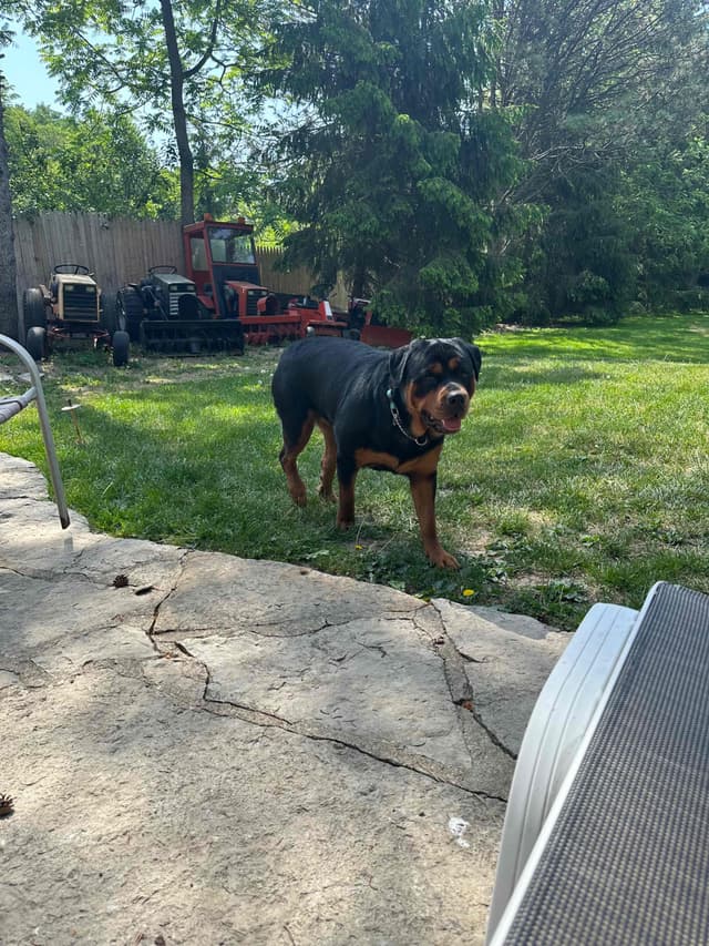 Rottweiler Puppies 262-995-5434 media 11