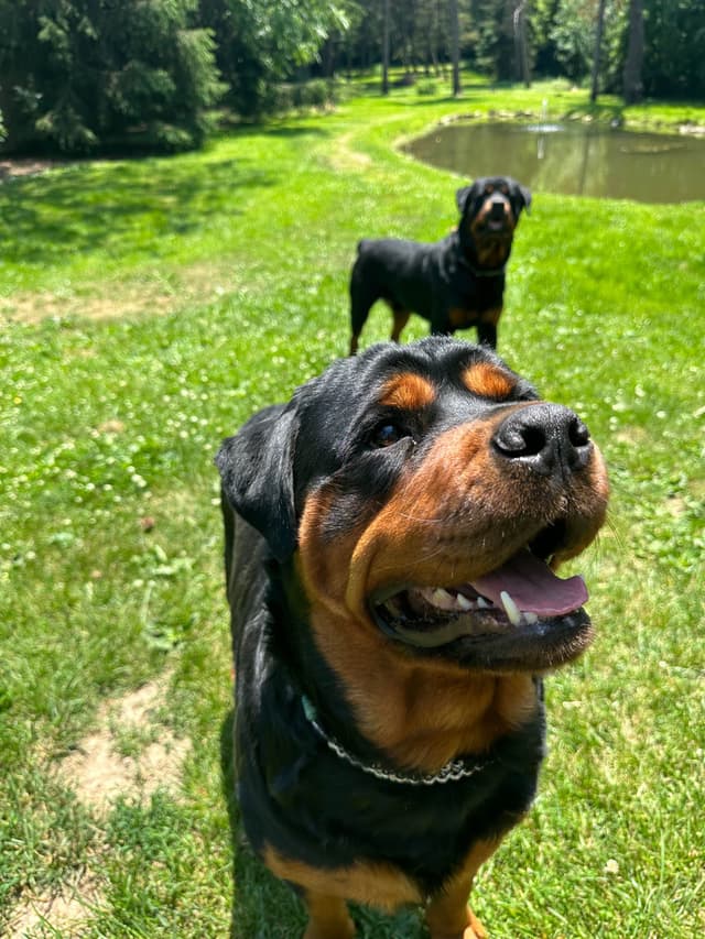 Rottweiler Puppies 262-995-5434 media 2