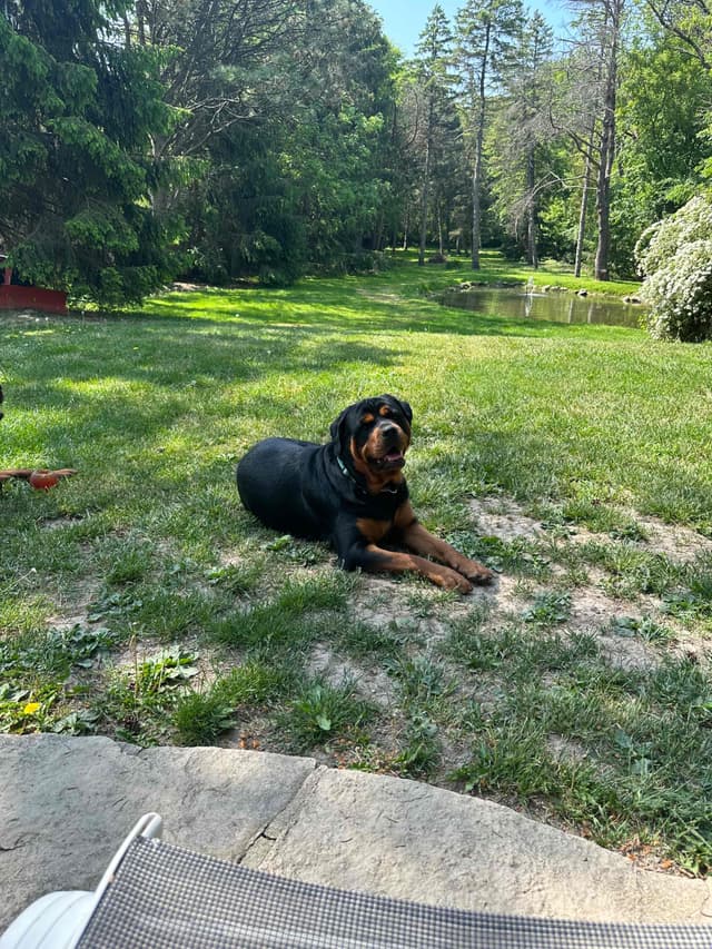 Rottweiler Puppies 262-995-5434 media 8