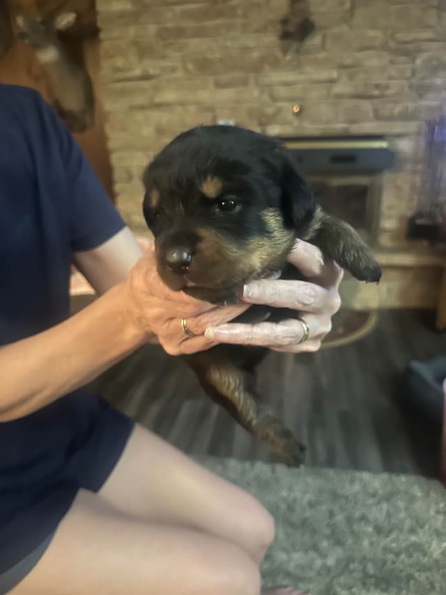 Rottweiler Puppies 262-995-5434 media 3