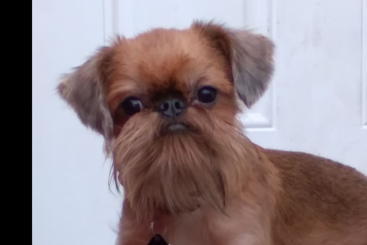 Brussels Griffon Puppies breeder image 1