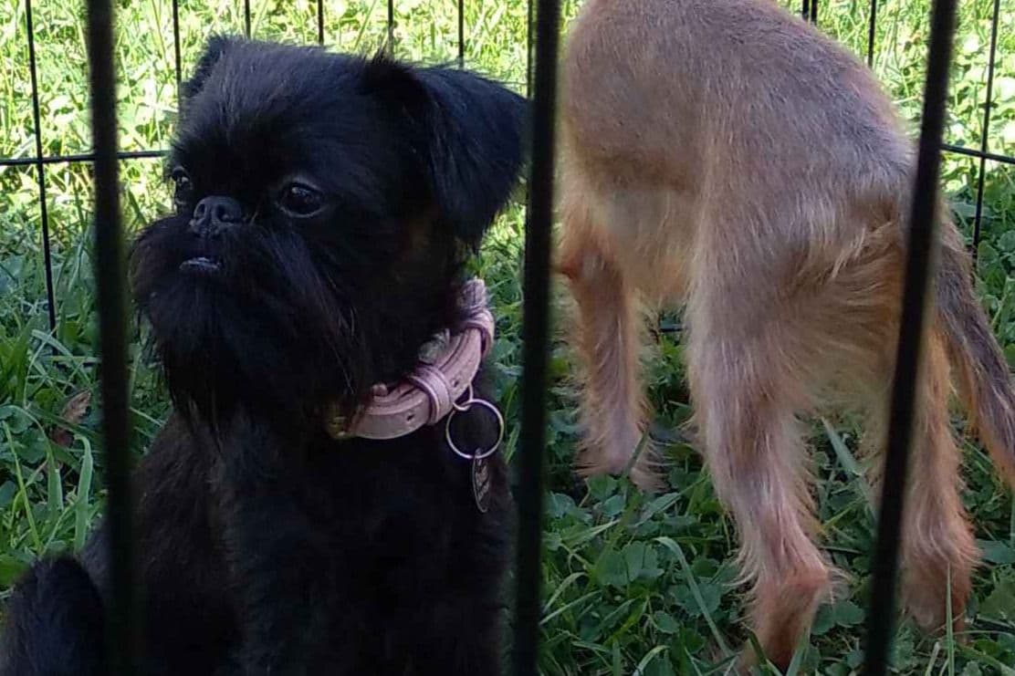 Brussels Griffon Puppies breeder image 2