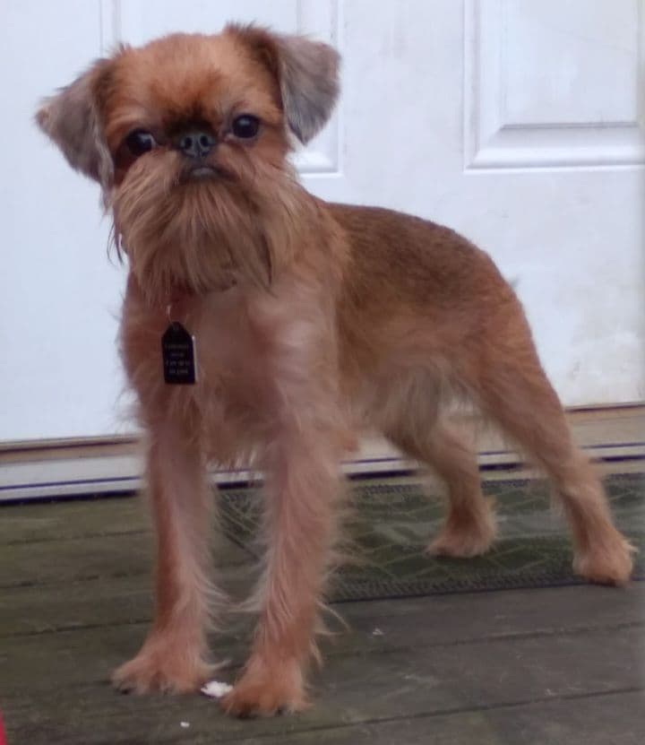 Brussels Griffon Puppies breeder image 3