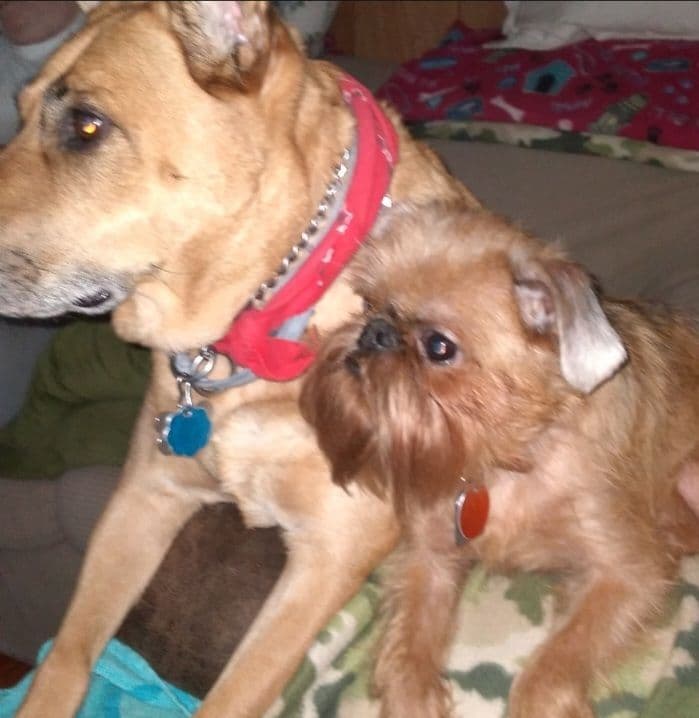 Brussels Griffon Puppies breeder image 4