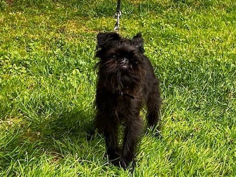 Brussels Griffon Puppies breeder image 5