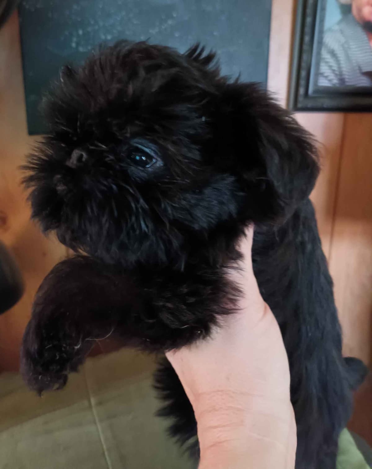 Brussels Griffon Puppies breeder image 6
