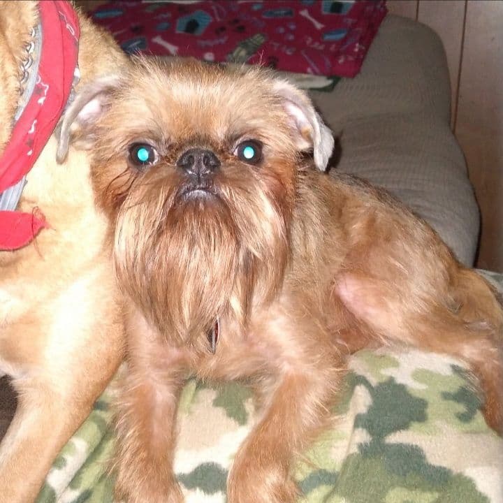 Brussels Griffon Puppies breeder image 7