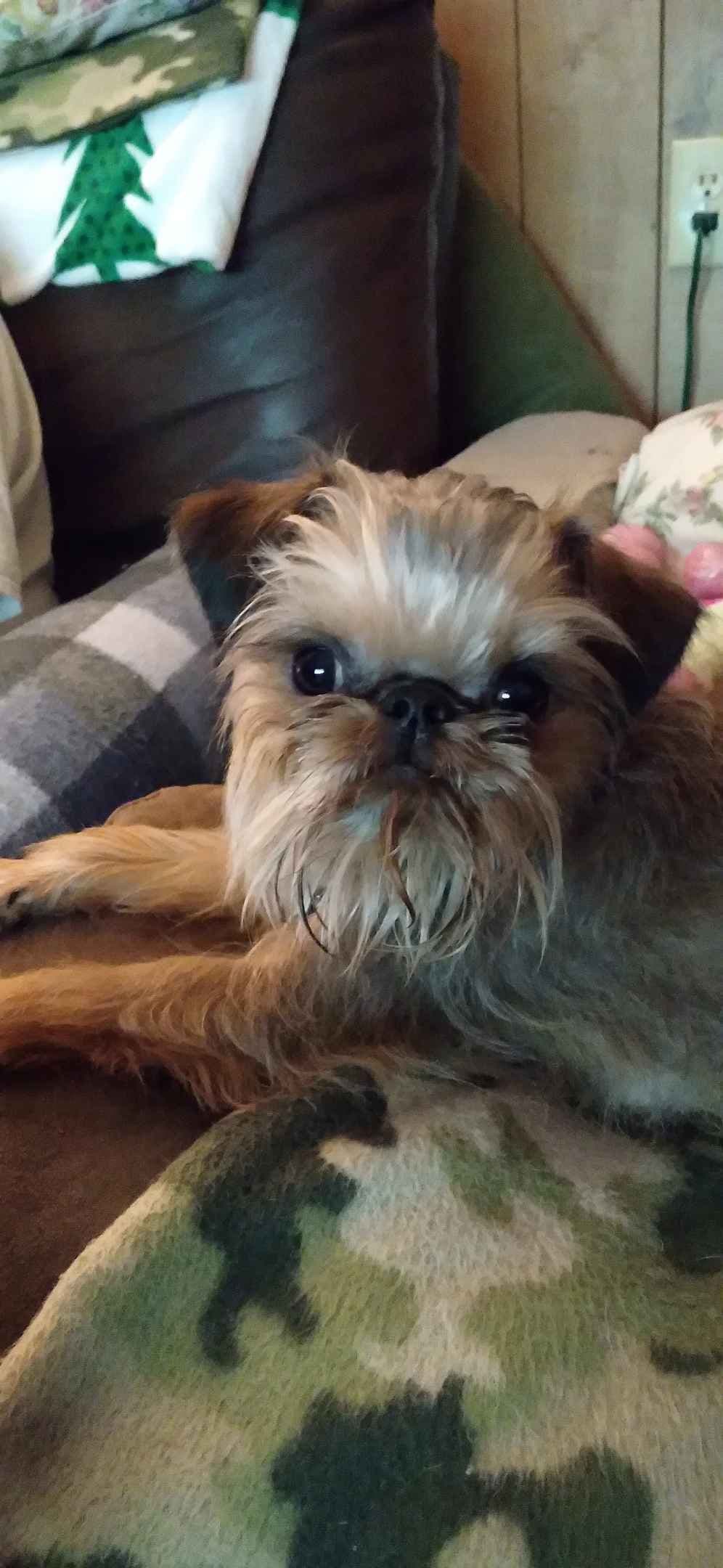Brussels Griffon Puppies breeder image 8