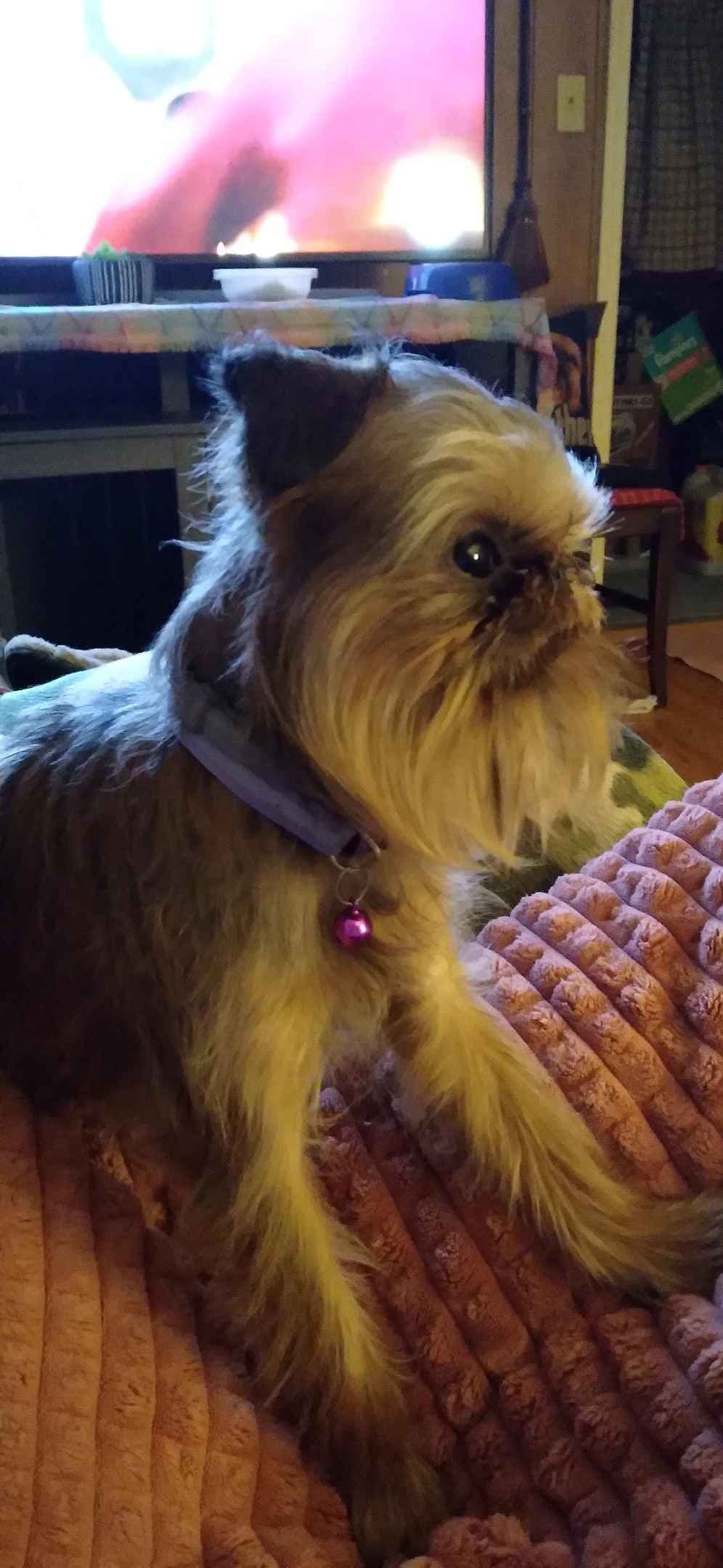 Brussels Griffon Puppies breeder image 9