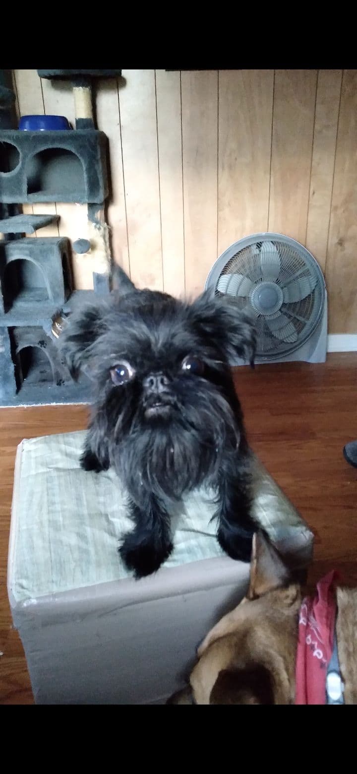 Brussels Griffon Puppies breeder image 10