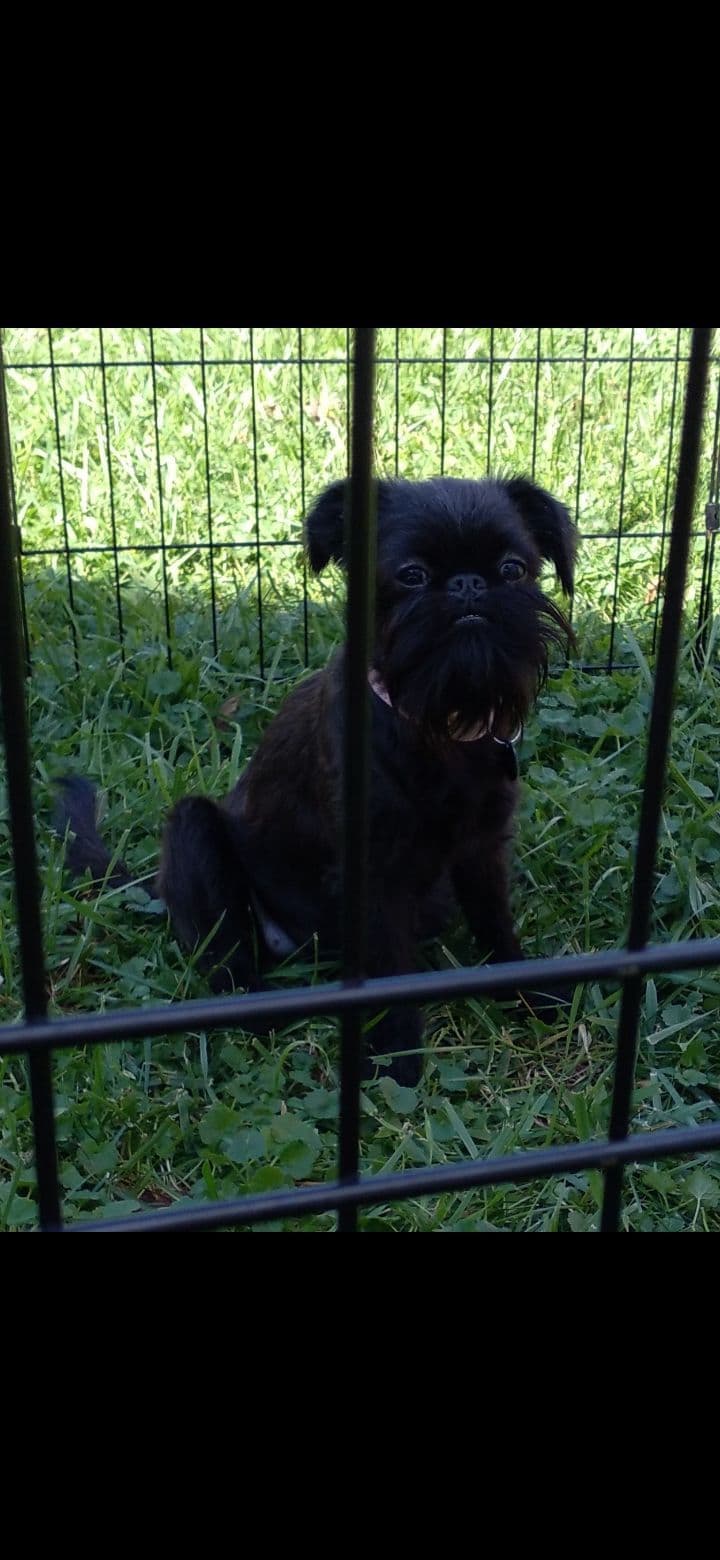Brussels Griffon Puppies breeder image 11