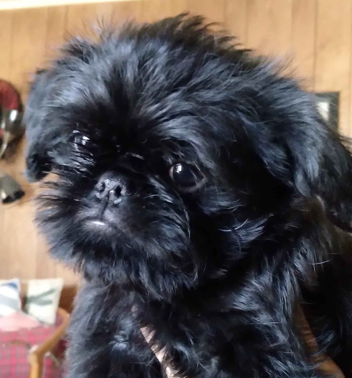 Brussels Griffon Puppies breeder image 13