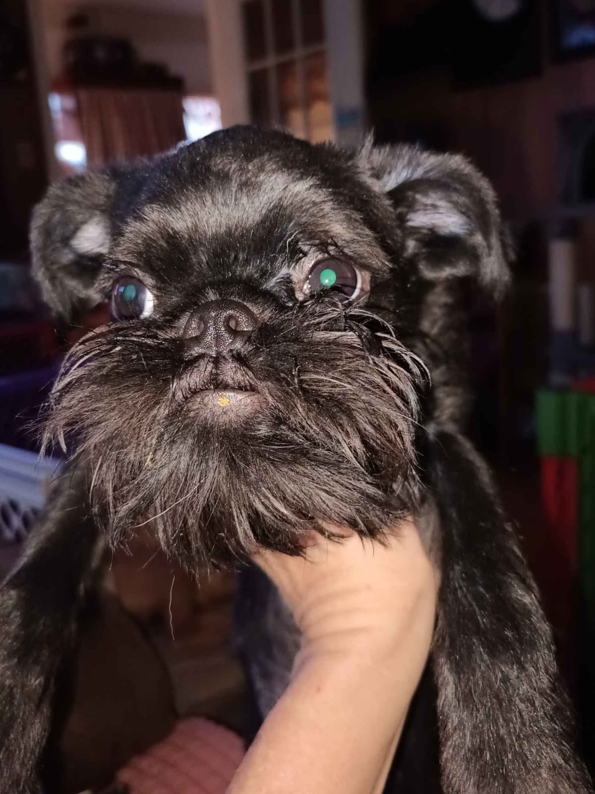 Brussels Griffon Puppies breeder image 14