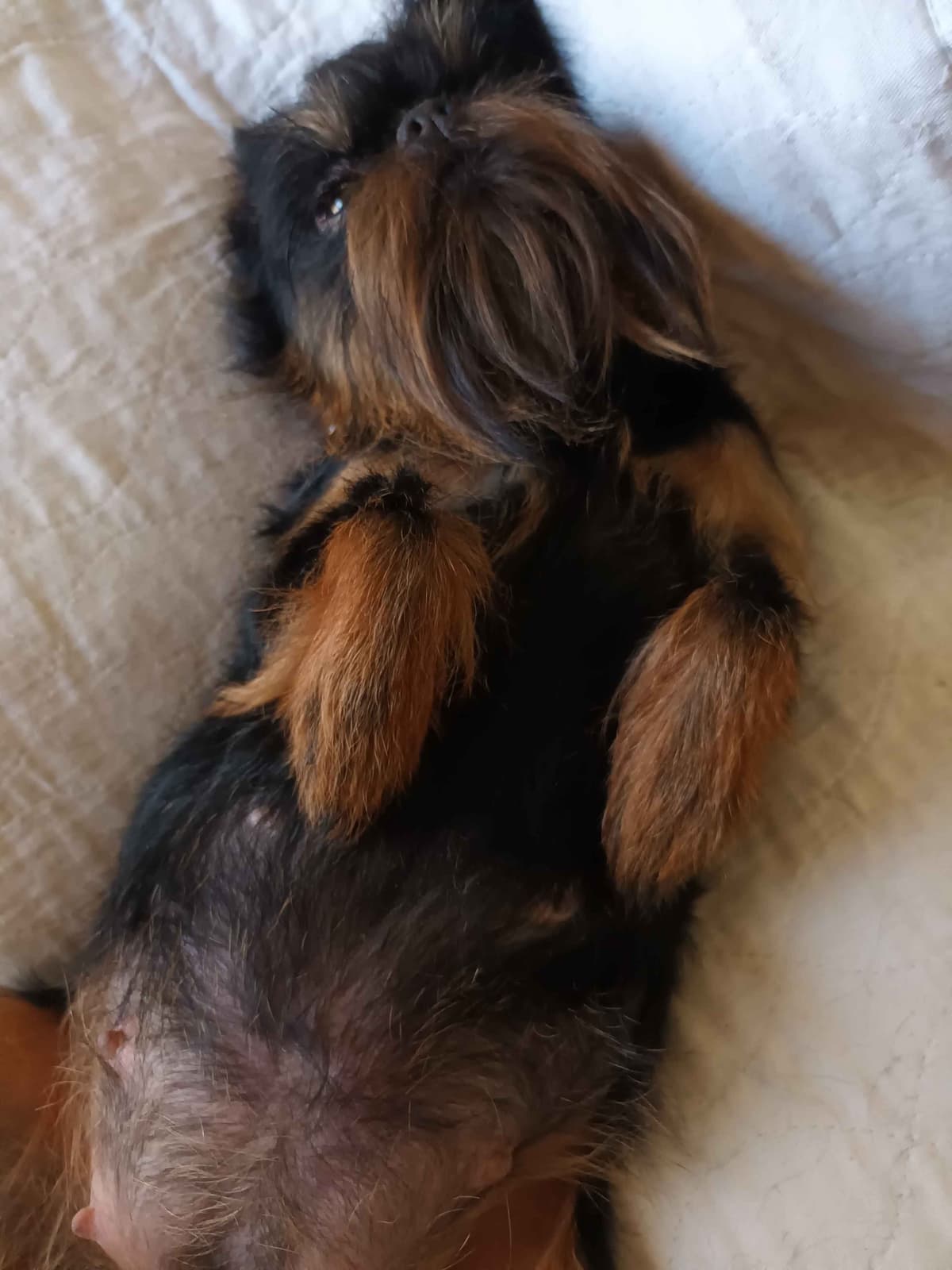 Brussels Griffon Puppies breeder image 16