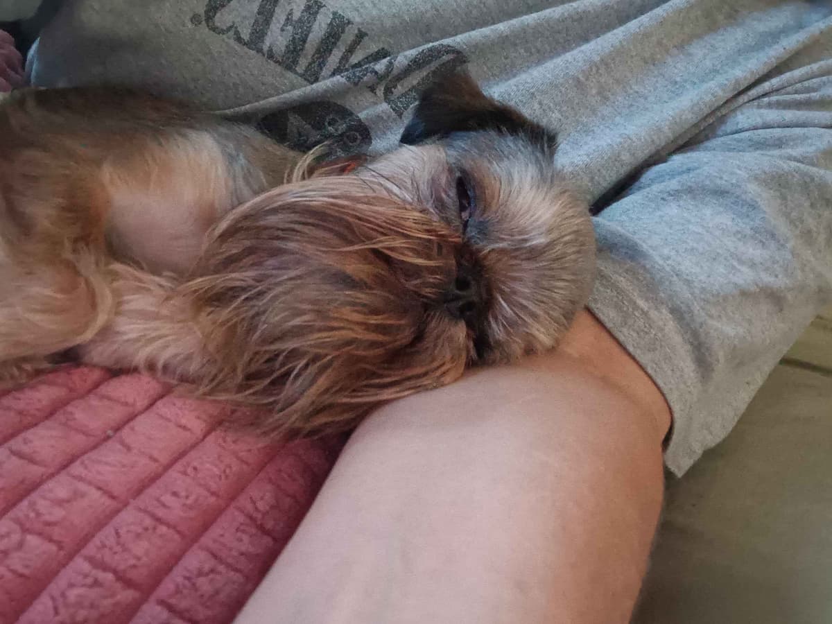 Brussels Griffon Puppies breeder image 19