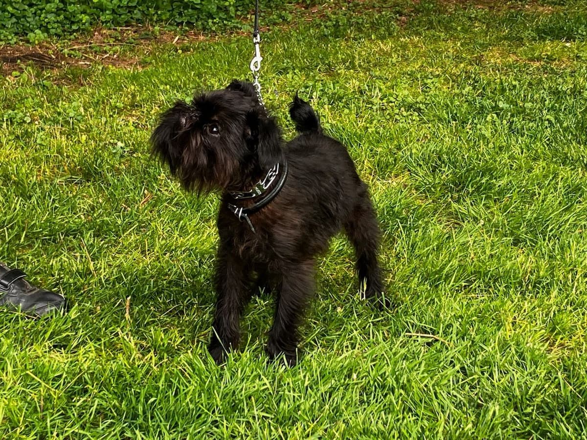 Brussels Griffon Puppies breeder image 18
