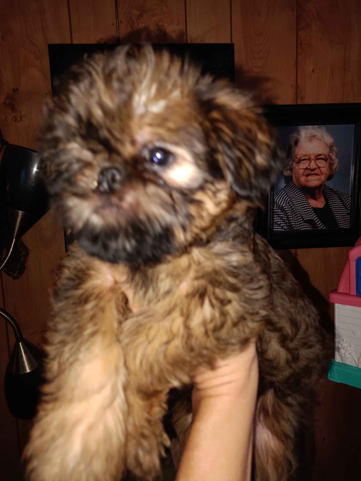 Brussels Griffon Puppies breeder image 21