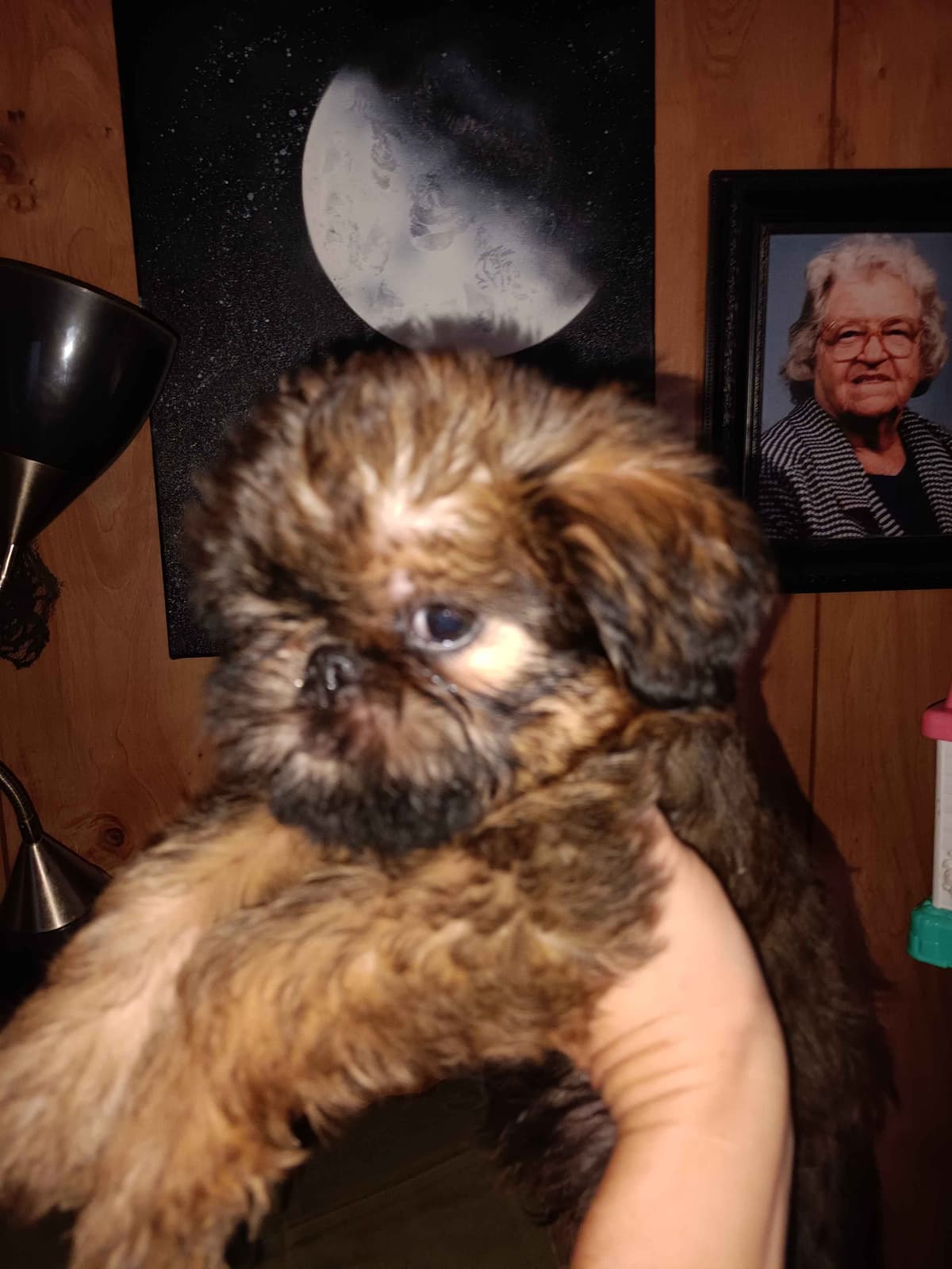 Brussels Griffon Puppies breeder image 22