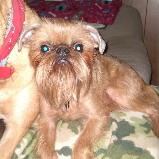 Brussels Griffon Puppies media 2