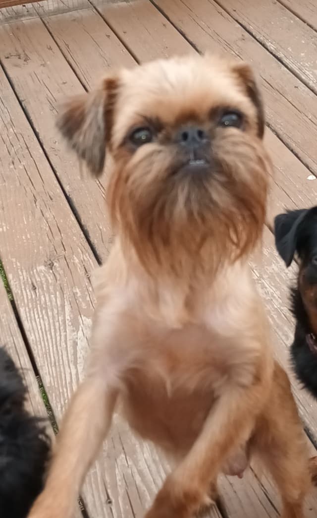 Brussels Griffon Puppies media 3