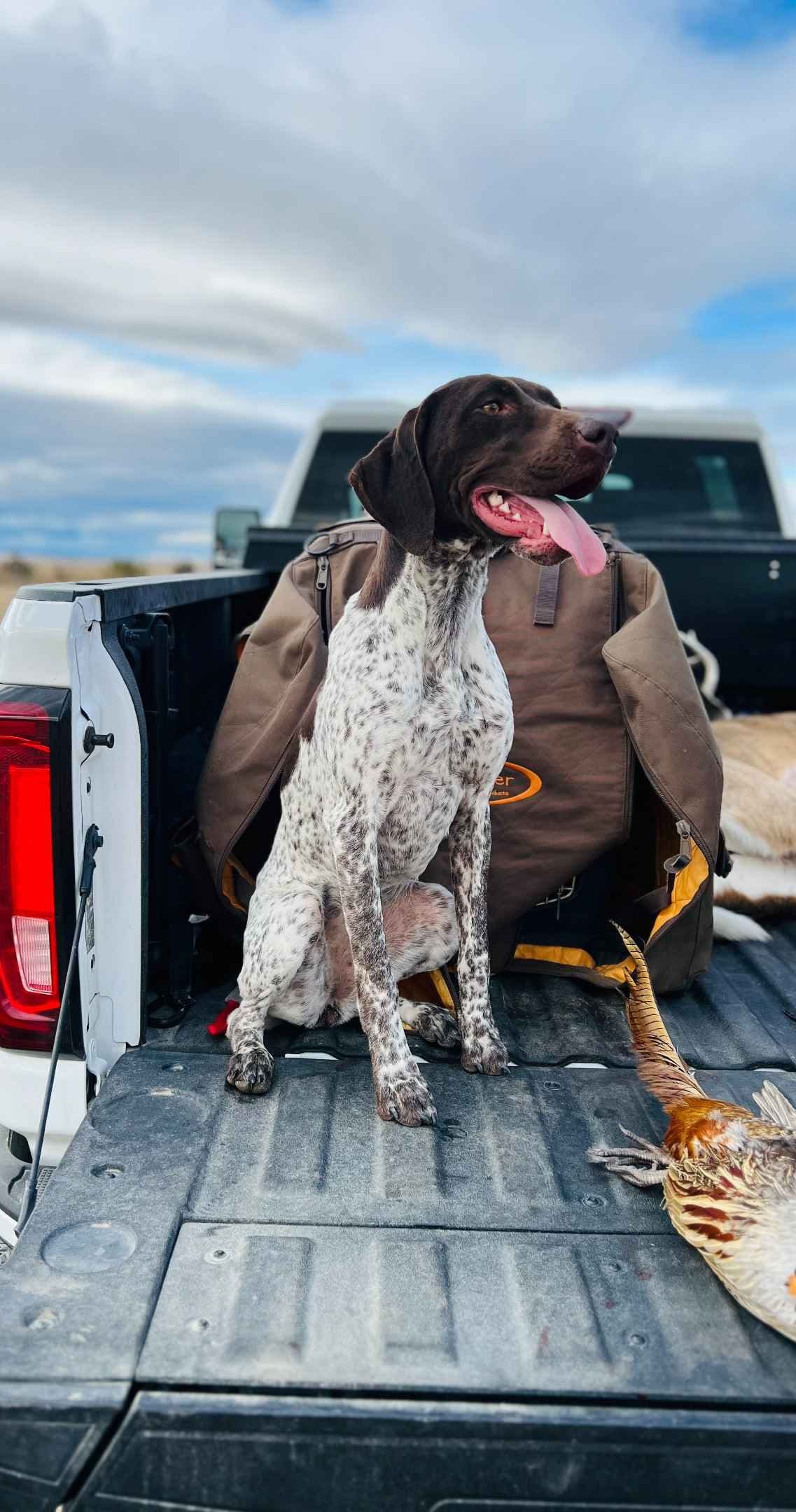 German Shorthaired Pointer Puppies breeder image 1