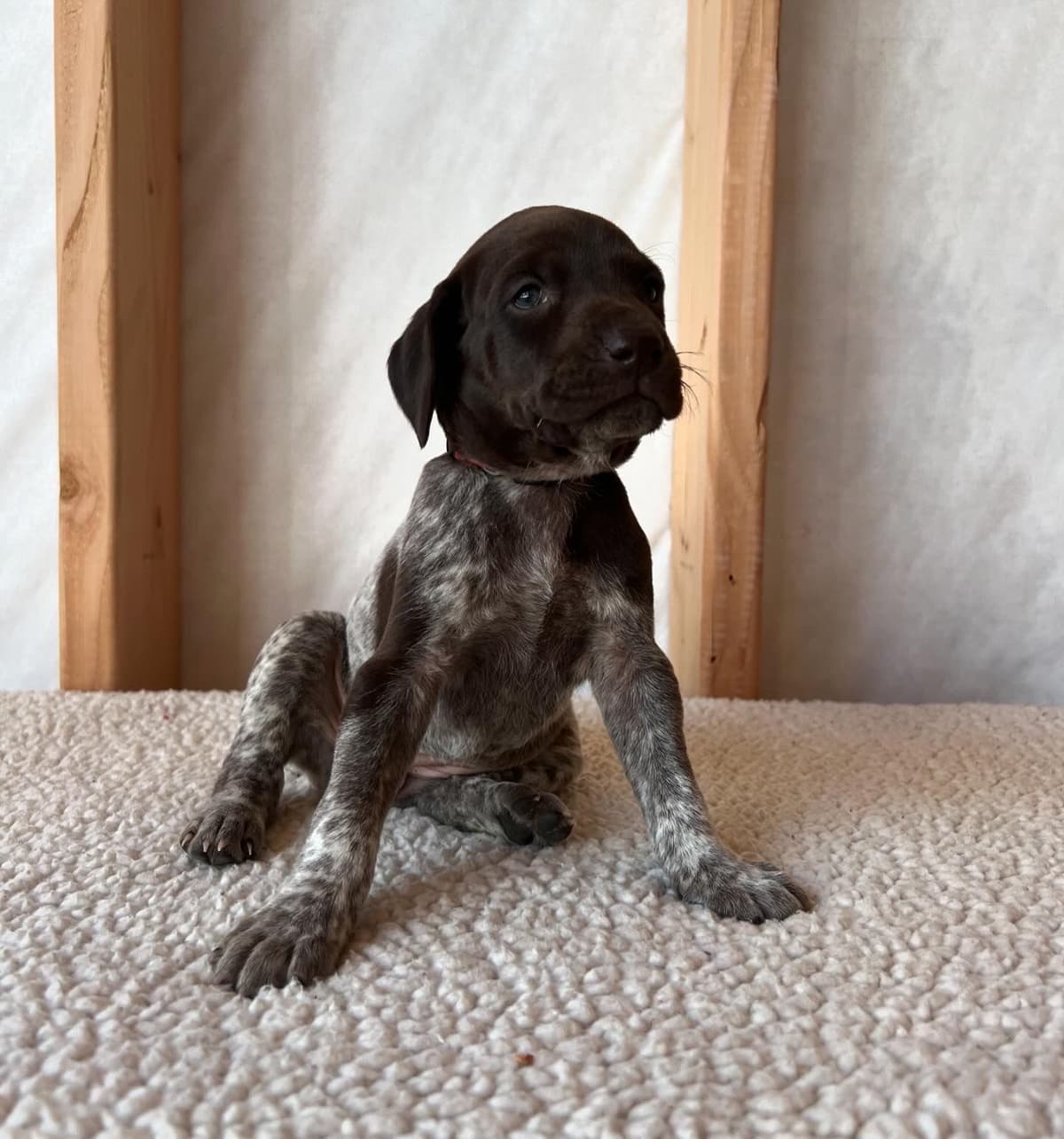 German Shorthaired Pointer Puppies breeder image 2