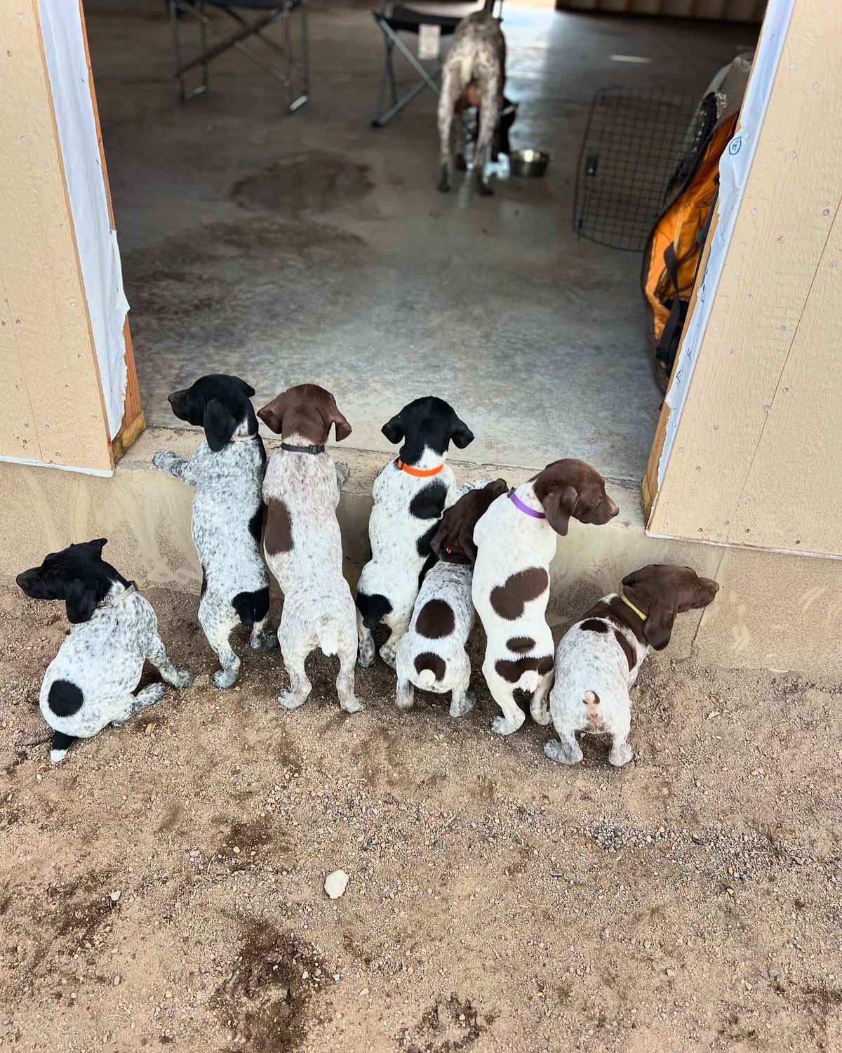 German Shorthaired Pointer Puppies breeder image 3