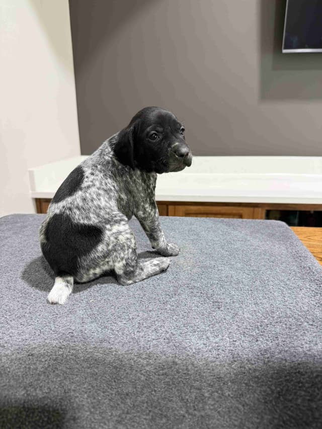 German Shorthaired Pointer Puppies media 2