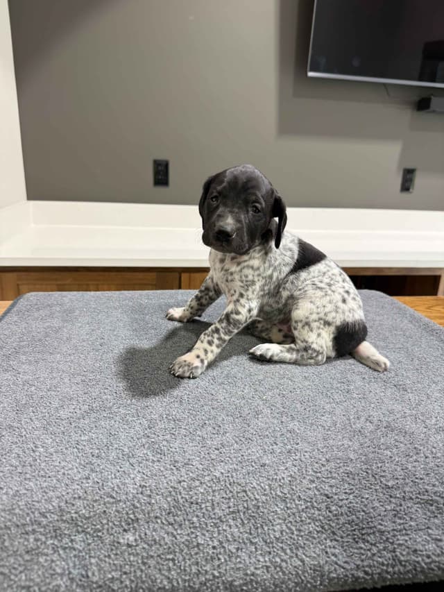 German Shorthaired Pointer Puppies media 3