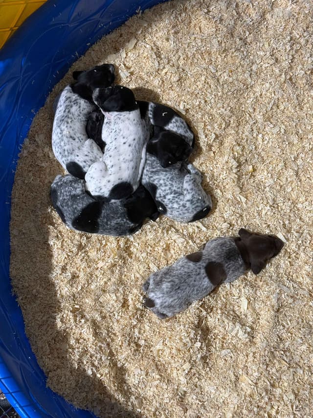 German Shorthaired Pointer Puppies media 4