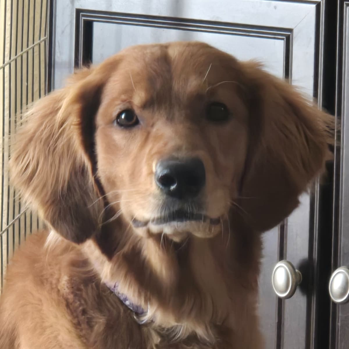 Golden Retriever Puppies breeder image 1