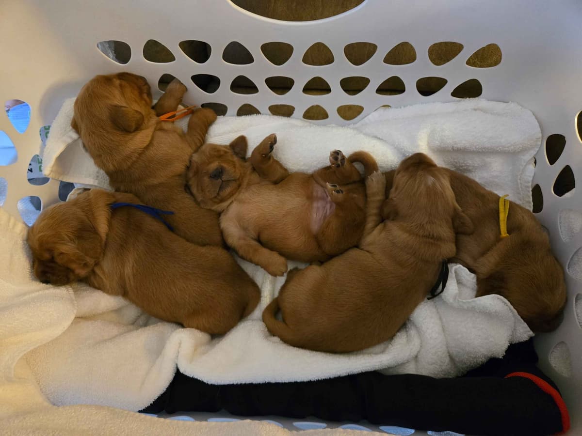Golden Retriever Puppies breeder image 6